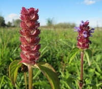two red flowers of Prunella vulgaris L.