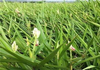 flowering plants of Alpinia officinarum Hance grow in field with white flowers