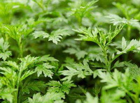 voksende planter af Artemisia argyi Lévl .et Vant. med mange grønne blade