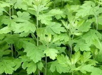 grønlige voksende buske af Artemisia argyi Lévl .et Vant.