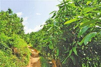 trees of Cinnamomum cassia Presl grow in field