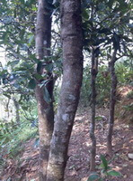 old trees of Cinnamomum cassia Presl. grow on mountain slope