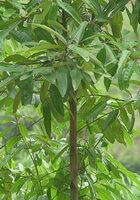 a small tree of Cinnamomum cassia Presl with many green leaves