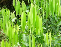 tree of Cinnamomum cassia Presl var.macrophyllum Chu,with stems and green leaves