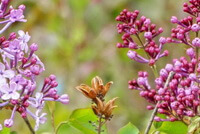 several pink flower spikes of Eugenia caryophyllata Thunb.