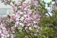 flowering tree of Eugenia caryophyllata Thunb. with pink flower spikes