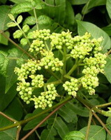 flowering tree of Evodia rutaecarpa Juss.Benth. with small yellow flowers