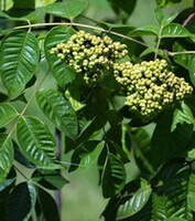 fruiting tree of Evodia rutaecarpa Juss.Benth.var.bodinieri Dode Huang. with many unmature fruits in two clusters