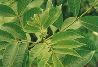 stem and green leaves of Evodia rutaecarpa Juss.Benth.var.officinalis Dode Huang. grow in the sun