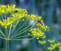 flowering plant of Foeniculum vulgare Mill with many small yellow flowers and a honey bee