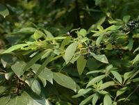 albero in crescita di Litsea cubeba Lour.Pers con molte foglie verdi e alcune piccole bacche appese ai rami