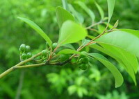 branches and leaves of Litsea cubeba Lour.Pers. with green unmature fruits