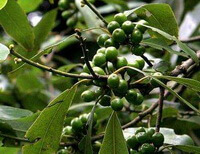 fruiting branches of Piper cubeba L with many green berries on it,and many green leaves