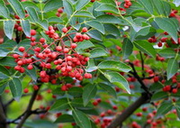 fruiting tree of Zanthoxylum bungeanum Maxim,with many red berries on branch