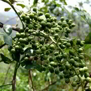 fruiting tree of Zanthoxylum schinifolium Sieb.et Zucc with many green fruits hanging on branches
