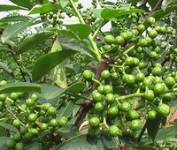 fruiting branches of Zanthoxylum schinifolium Sieb.et Zucc.,with many green berries
