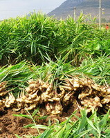 plants and rhizome of Zingiber officinale Rosc.,many harvested fresh ginger with leaves are piled in field