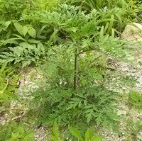 une plante d Artemisia annua L pousse dans un champ sauvage avec de l herbe