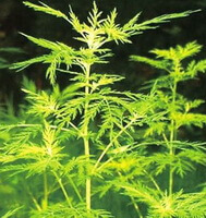 Plusieurs plantes d Artemisia annua L avec des feuilles vertes poussent dans le champ