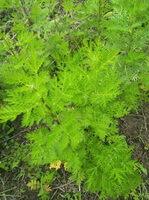 shrubs of Artemisia annua L with green leaves grow in field