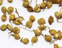 some yellowish sprouting grains of Millet Sprout
