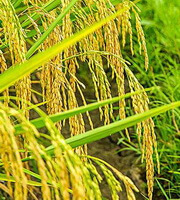 Plante fructifère d Oryza sativa L à grains jaunes poussant dans un champ