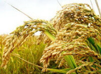 des plantes fructifères d Oryza sativa L. à grains jaunes poussent dans un champ ensoleillé