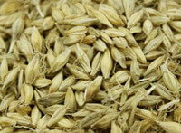 grains d herbe séchée d Oryza sativa L. empilés les uns sur les autres