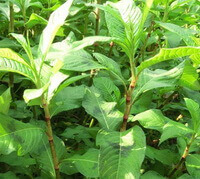 many shrubs of Polygonum flaccidum Meism with green leaves grow in sunny field