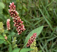 flowering plant of Polygonum flaccidum Meism with reddish flower spikes grow in field