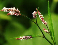 pink reddish flower spikes of Polygonum hydropiper L with green leaves grow in field