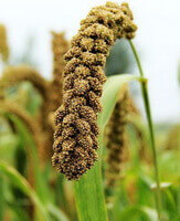 fruiting spikes of Setaria italica L.Beauv grow in field