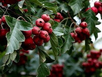 Frugttræ af Crataegus pinnatifida Bunge med mørkegrønne blade og mange små røde frugter, der vokser på grenene.