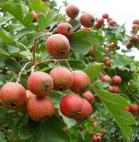 Frugtbærende grene af Crataegus pinnatifida Bunge med grønne blade og mange rødlige små frugter, der hænger på grenene.