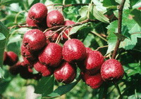 rødlige frugter af Crataegus pinnatifida Bunge. tjørn frugt vokser på gren med grønne blade på solrige dage