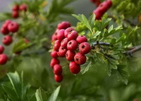 frynsede grene af Crataeguspinnatifida Bunge var.major N.E.Brown.bjergrød med mange små røde frugter på spidsen af grenene,med grønne blade