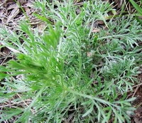 seversl fresh shrubs of Artemisia capillaris Thunb grow in field