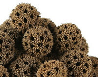 dried grayish brown herb of Sweetgum Fruit are piled together