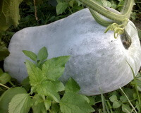 growing plant of Benincasa hispida Thunb Cogn. with a big gourd