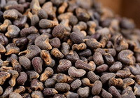 dark chocolate brownish seeds of Mallow Fruits are piled together