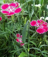 flowering plants of Dianthus chinensis L with three pink reddish flowers grow in field with many green leaves