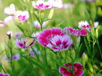plants of Dianthus chinensis L with many pink and white flowers grow in a field in sunny day