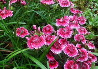 flowering plants of Dianthus chinensis L with many pink flowers grow in a cluster
