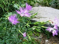 flowering plants of Dianthus superbus L with pink flowers grow aside rock in a field