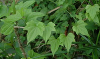 voksende plante af Dioscorea futschauensis Uline med mange grønne blade