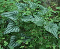 plantes de Dioscorea hypoglauca Palib à feuilles pennées poussant dans un champ