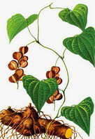 dessin coloré de Dioscorea hypoglauca Palib, avec rhizome brun, tige et feuilles vertes, et fruits brunâtres