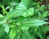 plantes de Dioscorea hypoglauca Palib avec tige et feuilles