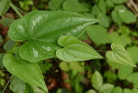 plants of Dioscorea hypoglauca Palib with stems and leaves