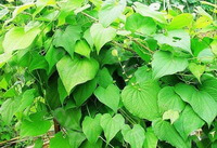 planter af Dioscorea septemloba Thunb med mange grønne blade vokser på en solrig mark